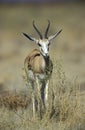 Springbuck or Springbok, Antidorcas marsupialis