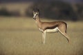 Springbuck or Springbok, Antidorcas marsupialis Royalty Free Stock Photo