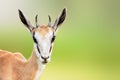 Springbuck or Springbok sub-adult close-up facial portrait