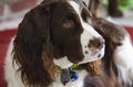 Springer spaniel close up head shot Royalty Free Stock Photo