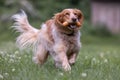 Springer spaniel dog playing fetch with a sausage.