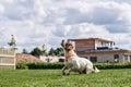 Springer Spaniel Dog playing in a garden Royalty Free Stock Photo