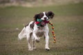 Springer spaniel dog playing Royalty Free Stock Photo