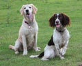 A springer spaniel and golden retreiver pet gundogs friends together Royalty Free Stock Photo