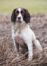 Springer Spaniel Gundog