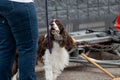 Springer Spaniel looking at it`s handler to indicate a find Royalty Free Stock Photo