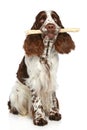 Springer Spaniel playing with a stick