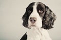 Springer Spaniel Portrait Royalty Free Stock Photo