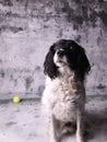 Springer Spaniel portrait looking obdient