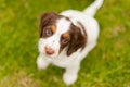 Springer Spaniel Pup