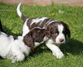 Springer Spaniel puppies