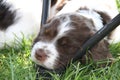 Springer Spaniel puppy