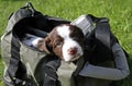 Springer Spaniel puppy