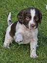 Springer Spaniel puppy