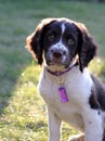 Springer Spaniel puppy