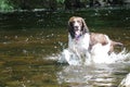 Springer Spaniel in river