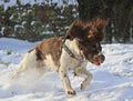 Springer Spaniel running in the snow