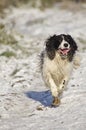 Springer spaniel in snow