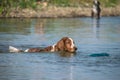 Springer Spaniel is swimming in the lake.