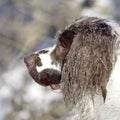 Springer Spaniel Winter Snow Royalty Free Stock Photo