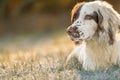 English Springer Spaniel working dog lay down in golden sunlight on frosty grass