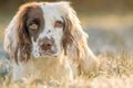 English Springer Spaniel working dog lay down in golden sunlight on frosty grass