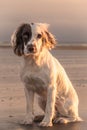 English Springer Spaniel working dog lay down in golden sunlight on frosty grass