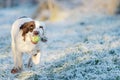 Springer Spaniel working dog retrieving a tennis ball whilst playing fetch.