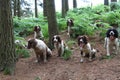 Springer spaniels wait patiently while being trained