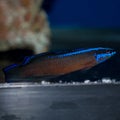 Springeri Dottyback Royalty Free Stock Photo