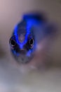 Springeri Dottyback Macro Royalty Free Stock Photo