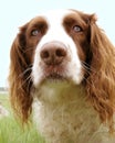 The springers nose Royalty Free Stock Photo