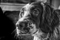 Springers Nose Royalty Free Stock Photo