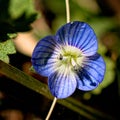 Springflower close up Royalty Free Stock Photo