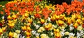 Tulipfield in bloom, beautiful orange and yellow tulips blooming