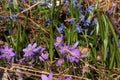 Springflowers in a flower bed Royalty Free Stock Photo