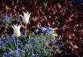 Springflowers, white tulips, poppy anemone and forget-me-not flowers blooming in garden