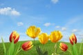 Springlike background with tulips