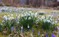 Spring meadow with snowdrops, and crocus Royalty Free Stock Photo