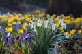 Spring meadow with snowdrops, winter aconite and crocus