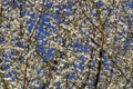 Springlike tree and blue sky, close up