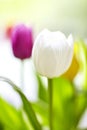 Springlike Tulip bouquet Royalty Free Stock Photo