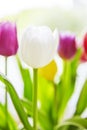 Springlike Tulip bouquet Royalty Free Stock Photo