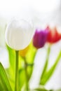 Springlike Tulip bouquet Royalty Free Stock Photo