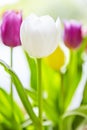 Springlike Tulip bouquet Royalty Free Stock Photo