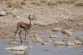 Springok in Etosha National Park, Namibia Royalty Free Stock Photo