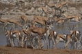 Springok in Etosha National Park, Namibia Royalty Free Stock Photo