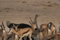 Springok in Etosha National Park, Namibia Royalty Free Stock Photo