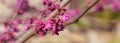 SpringRedbud Royalty Free Stock Photo