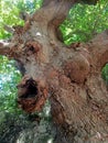 The face of the ancient tree Royalty Free Stock Photo